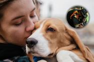 Hurto de mascotas en Bogotá