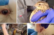 Rescatan en Engativá cinco animales de granja en pésimas condiciones