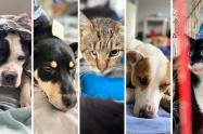 Apadrine a un animal vulnerable: con un aporte pequeño salvará muchas vidas
