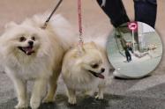 Mascotas en Bogotá asechadas por agresor en Bogotá