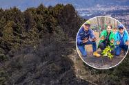 Cerros Orientales reverdecen: la siembra equivale a 41 canchas de fútbol