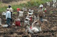 Cultivadores de papa