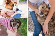 Día del Perro Adoptado: claves para ganarse la confianza de su peludo