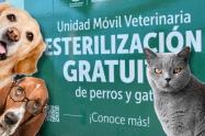 Esterilización de mascotas en septiembre: más de 2.000 cupos gratis