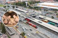Enormes ratas en zona de comidas del portal de TransMilenio calle 170