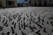 Palomas alojadas en la Plaza de Bolívar