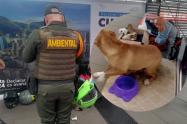 Venta de cachorros en TransMilenio genera indignación en Bogotá