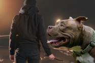 Cinco hombres armados robaron una camioneta y se llevaron un perro en Puente Aranda