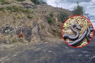 Culebra de pantano aparece en operativo contra minería ilegal en Nemocón, Cundinamarca