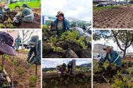 Paloquemao luce distinto: avanzan obras en las jardineras del sector