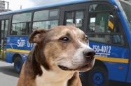 Conductor del SITP ayudó a un perrito perdido a volver con su familia (imagen de referencia)