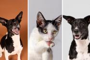 Bogotá lanza Televet: consulta veterinaria gratis sin salir de casa