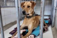 Colegio en Bogotá da ejemplo crea hogar de paso pa perros y gatos abanados