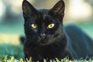 Gatos negros en Halloween