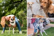 Bogotá lanza campaña ‘La Cagada es No Recoger’ para dueños de mascotas