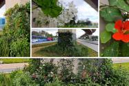 Puente de la Av. 68 con calle 26 se transforma y luce lleno de jardines