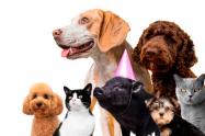 Perros y gatos serán protagonistas con la semana de protección y bienestar Animal