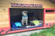 Perritos de la estación de Policía de Kennedy
