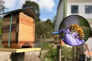 Abejas felices y seguras: Cundinamarca abre 11 hoteles para conservarlas