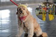 Perritos de TransMilenio con guardaespaldas sellaron nueva medida