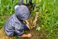 Sembratón en Cundinamarca deja 3.500 nuevos árboles en 48 municipios