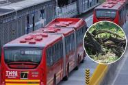 TransMilenio cierra estaciones en la Avenida Caracas: árbol cayó en la vía