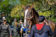 Adopción de caballos de la Policía