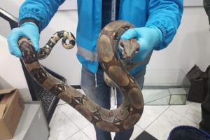 Boa encontrada en un bus de Bogotá