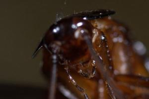 Cucaracha 