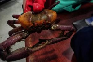 Cangrejos rojos en Bogotá
