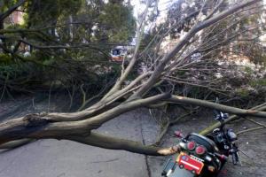 Árbol caído