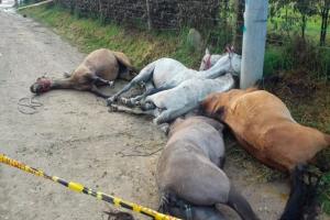 Caballos fallecidos en Cundinamarca 