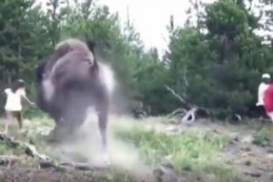 Bisonte atacó a niña