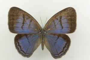 Mariposa (Caeruleuptychia sinchi).