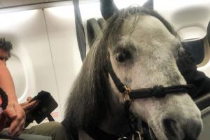 Caballo Flirty