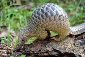 A este animal se le atribuye la transmisión de coronavirus