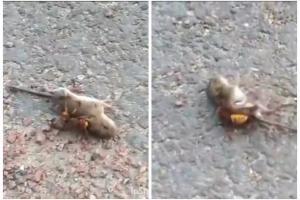 Avispón asesino mató ratón 