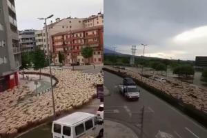 Río de ovejas invade una ciudad 