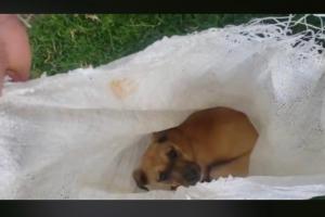 Perro maltratado y abandonado en Ubaté (Cundinamarca)