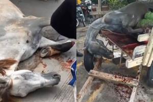Caballo sacrificado en Barranquilla