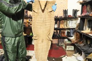 Artículos hechos con animales silvestres fueron incautados en Bogotá