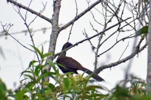 Avistamiento de aves en Cundinamarca