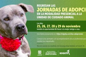 Adopción de mascotas