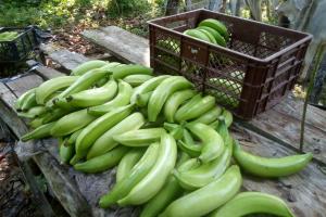 Los agricultores dicen que siguen trabajando a pérdida.