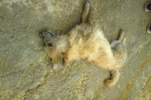 Animal aparentemente envenenado en Soacha 