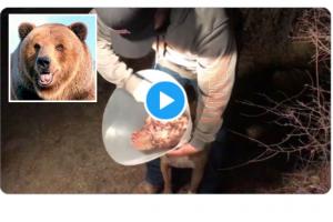 Oso atacó a perro