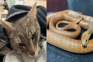 Gato murió tras salvar dos niños de venenosa serpiente