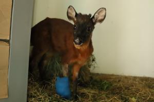 Venado rescatado en Bogotá