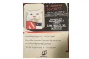 Gato vigilante 