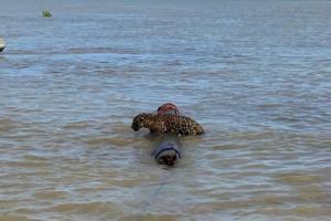Jaguar rescatado en las aguas de Urabá